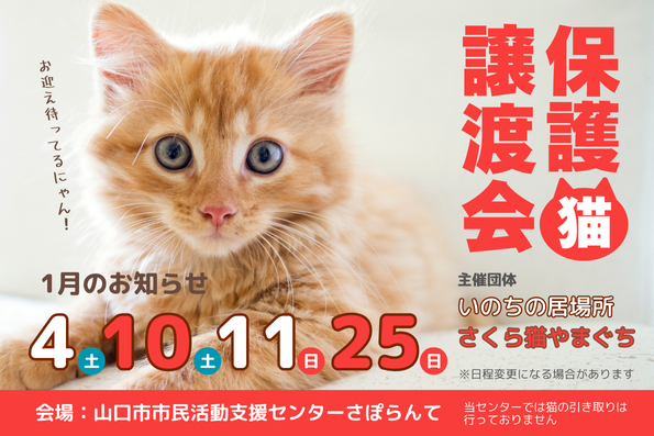 さくら猫やまぐち