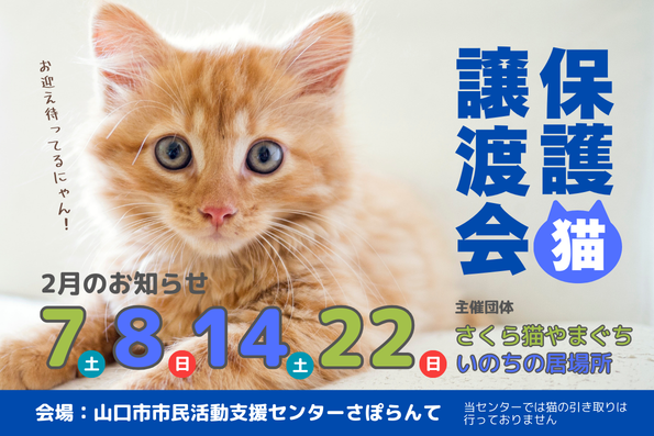 さくら猫やまぐち