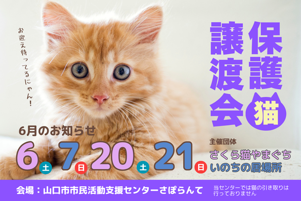 さくら猫やまぐち