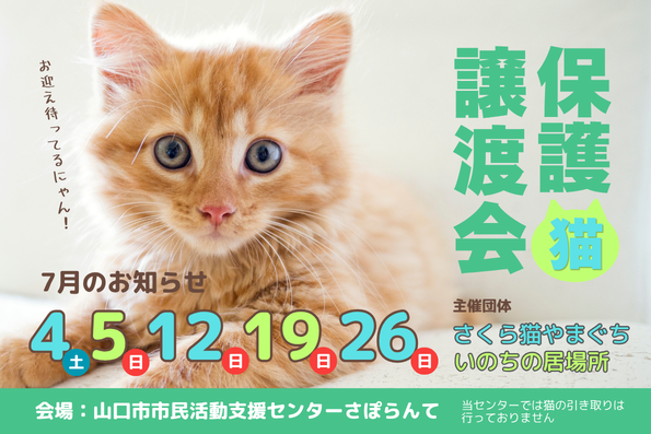 さくら猫やまぐち