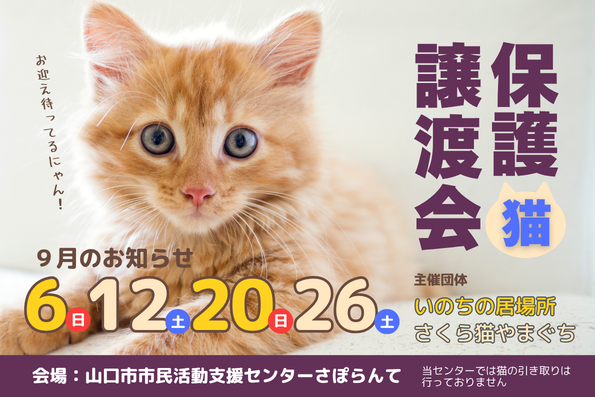 さくら猫やまぐち