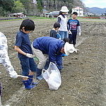 子供たちの体験ジャガイモ植え