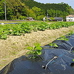 ２０日後ジャガイモが育ってきました。手前の枝豆は、強風で壊滅状態