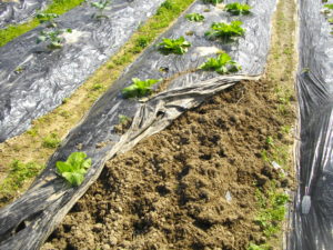 被害は白菜の苗7本