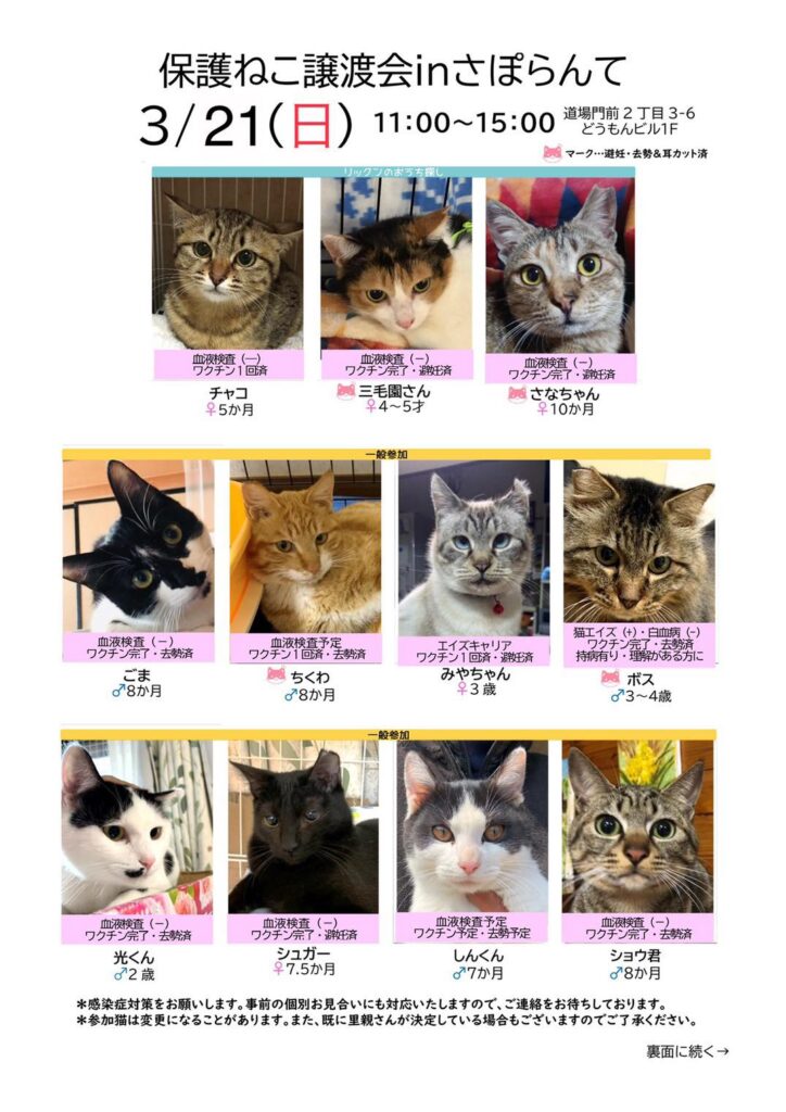 イベント 保護猫譲渡会 山口市市民活動センターさぽらんて イベント 保護猫譲渡会 山口市市民活動センターさぽらんて