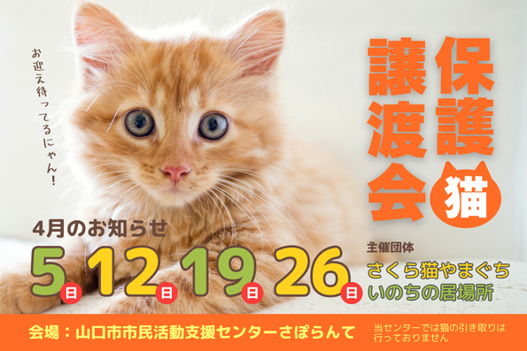 さくら猫やまぐち