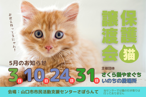 さくら猫やまぐち